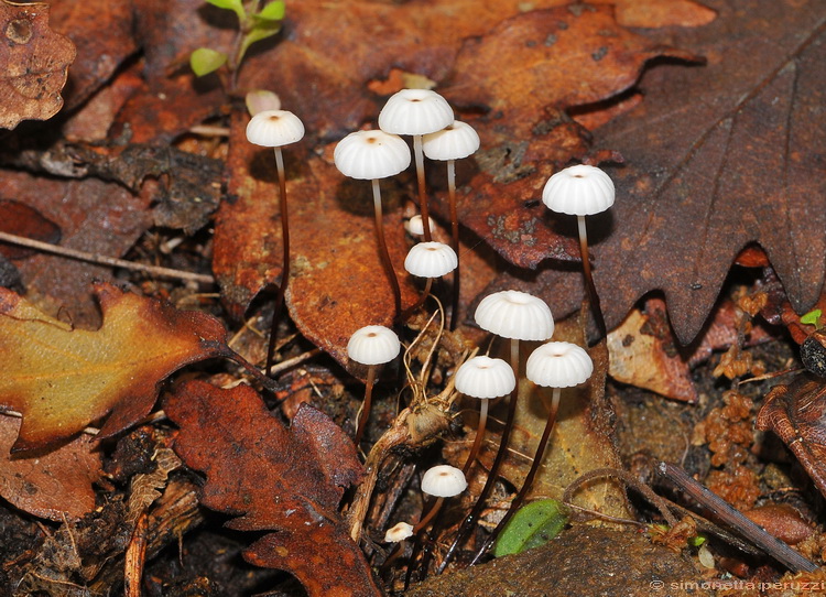Marasmius bulliardii